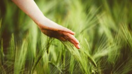 Agro-Biodiversità: prosegue il progetto voluto dal CRU del Friuli-Venezia Giulia