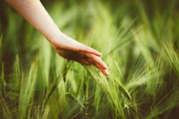 Agro-Biodiversità: prosegue il progetto voluto dal CRU del Friuli-Venezia Giulia