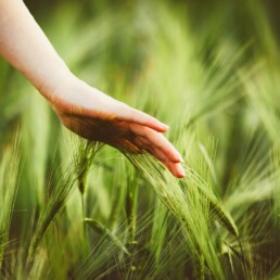Agro-Biodiversità: prosegue il progetto voluto dal CRU del Friuli-Venezia Giulia